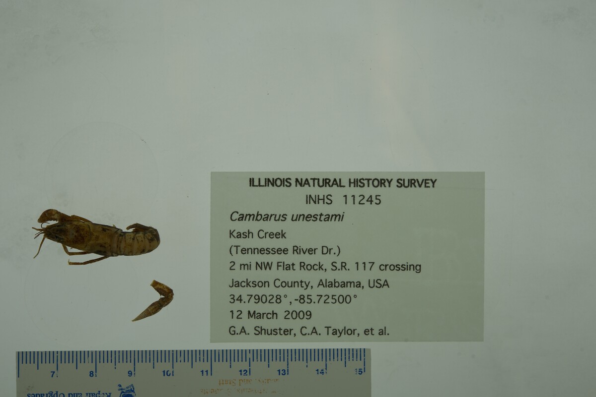 Cambarus unestami image